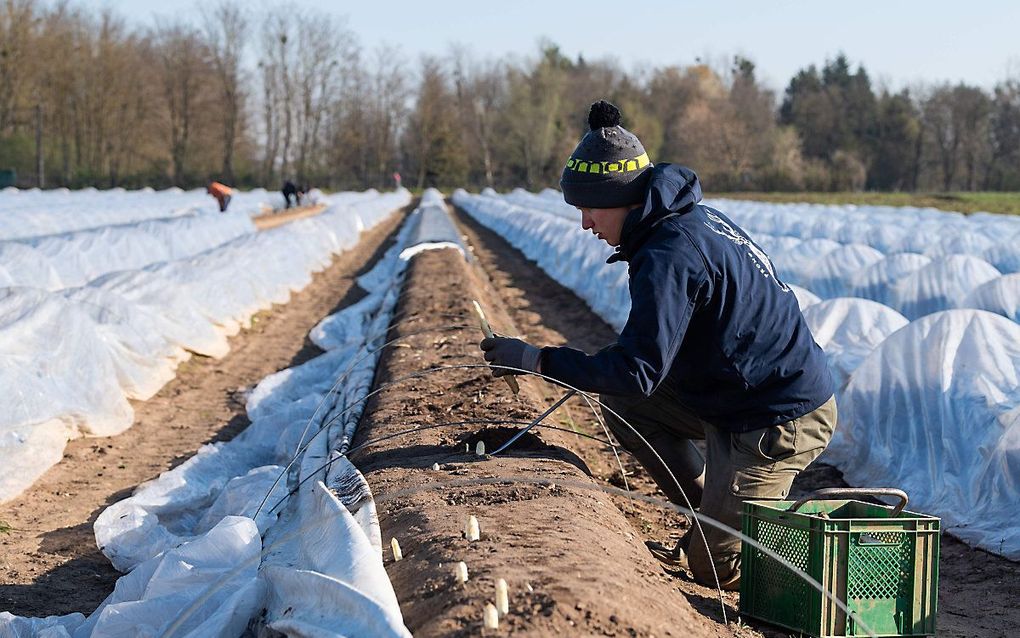 Aspergeoogst in Brumath, in het oosten van Frankrijk. beeld AFP