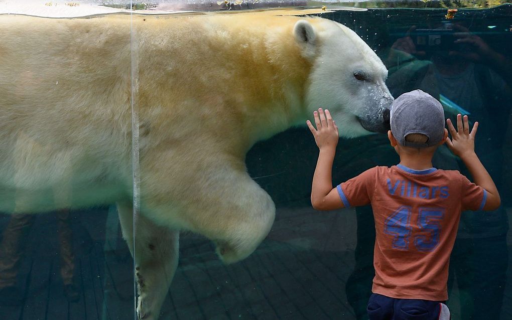 Een kind staat oog in oog met een ijsbeer in de dierentuin van de Franse stad Mulhouse. beeld AFP