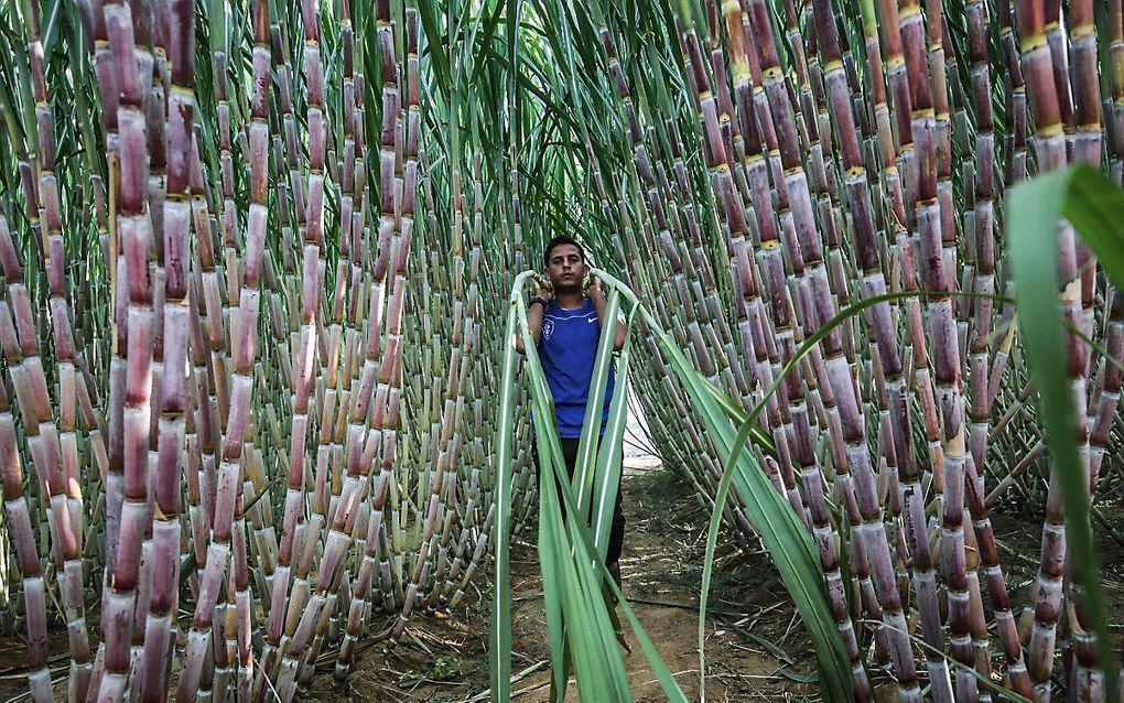 Een man draagt suikerrietstengels op een plantage in Khan Yunis in de Gazastrook. beeld AFP, SAID KHATIB