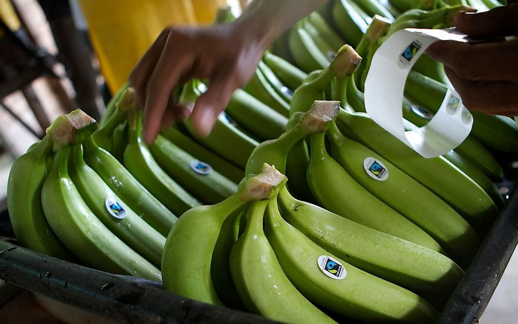 Fairtrade-bananen. beeld ANP