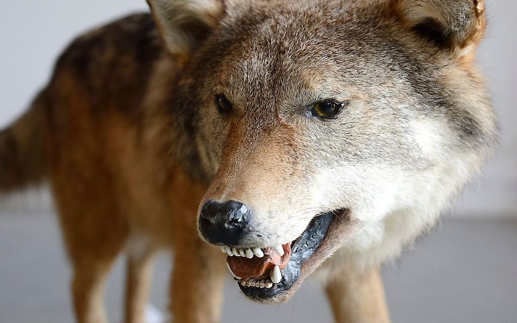 Een wolf, die enkele jaren geleden in Nederland dood werd gevonden. beeld ANP