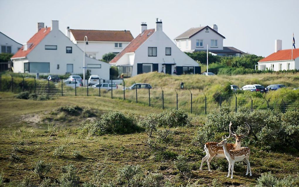 Damherten in de Waterleidingduinen bij Zandvoort. beeld ANP