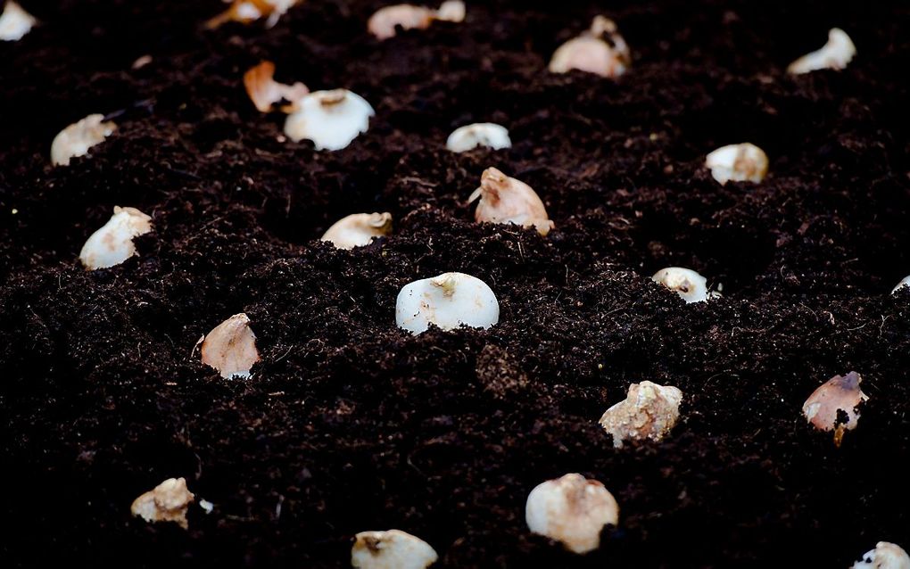 Ongekookte en dus nog niet eetbare tulpenbollen in de aarde. beeld ANP