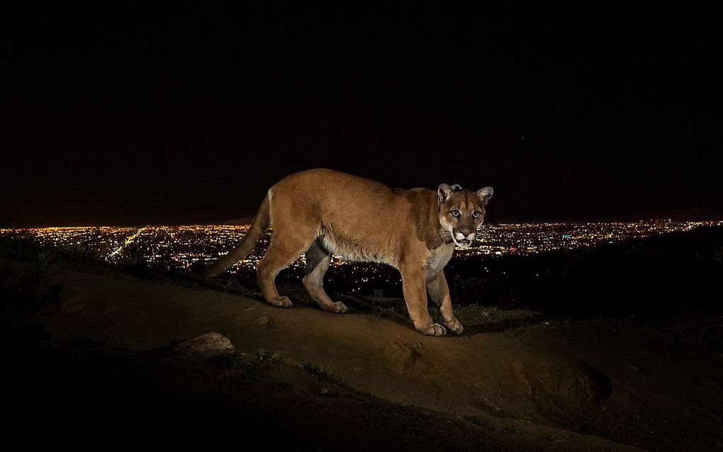 Een poema in een park in Los Angeles. beeld EPA