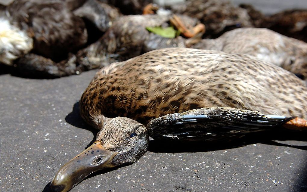 Watervogels, zoals eenden, met botulisme raken verlamd en sterven doordat ze niet meer kunnen eten en drinken, of ze stikken door verlamming van de ademhalingsspieren. Beeld ANP