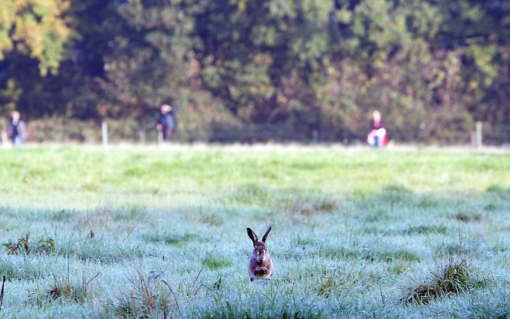 Het gaat slecht met voorheen heel algemeen voorkomende dieren als hazen, konijnen en eekhoorns. beeld ANP, Vincent Jannink