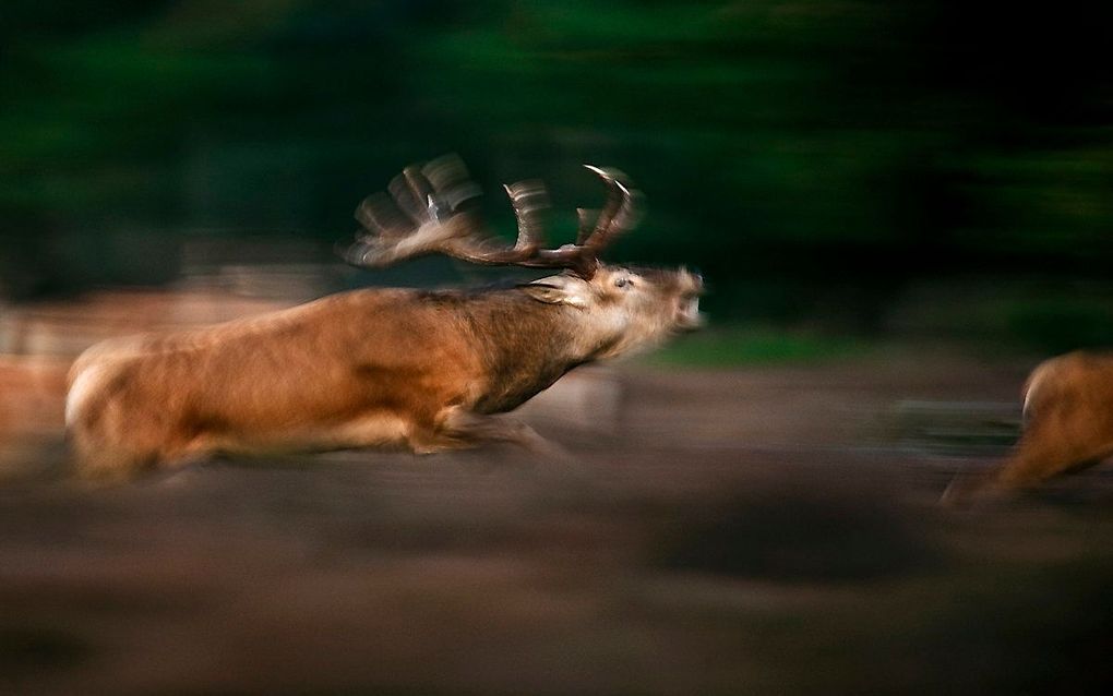 Vorig jaar werd er tijdens de bronst 42 keer een proces-verbaal uitgeschreven. beeld ANP, MARTEN VAN DIJL