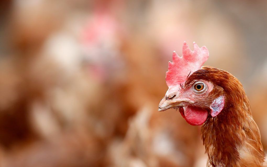 Intensieve veehouderijen dichtbij kwetsbare natuur kunnen daar veel stikstofneerslag veroorzaken. Het kabinet wil deze piekbelasters alleen op vrijwillige basis uitkopen. beeld ANP, Bas Czerwinski