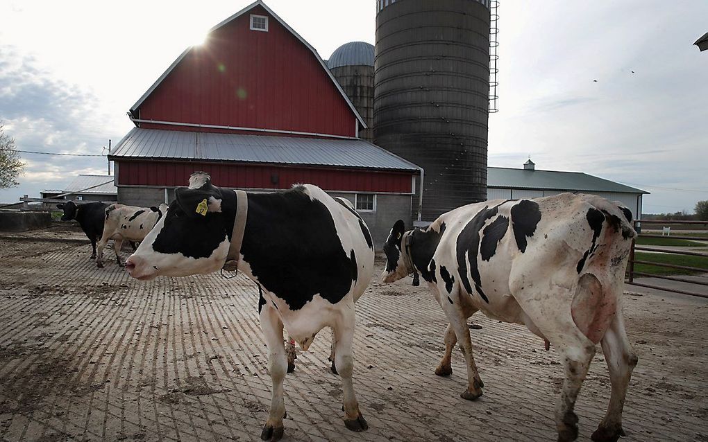 Koeien op een boerderij in Cambridge, Wisconsin, VS. beeld AFP