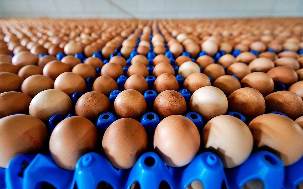 In 2017 werden miljoenen eieren vernietigd omdat er het insecticide fipronil in bleek te zitten. beeld ANP, Robin van Lonkhuijsen