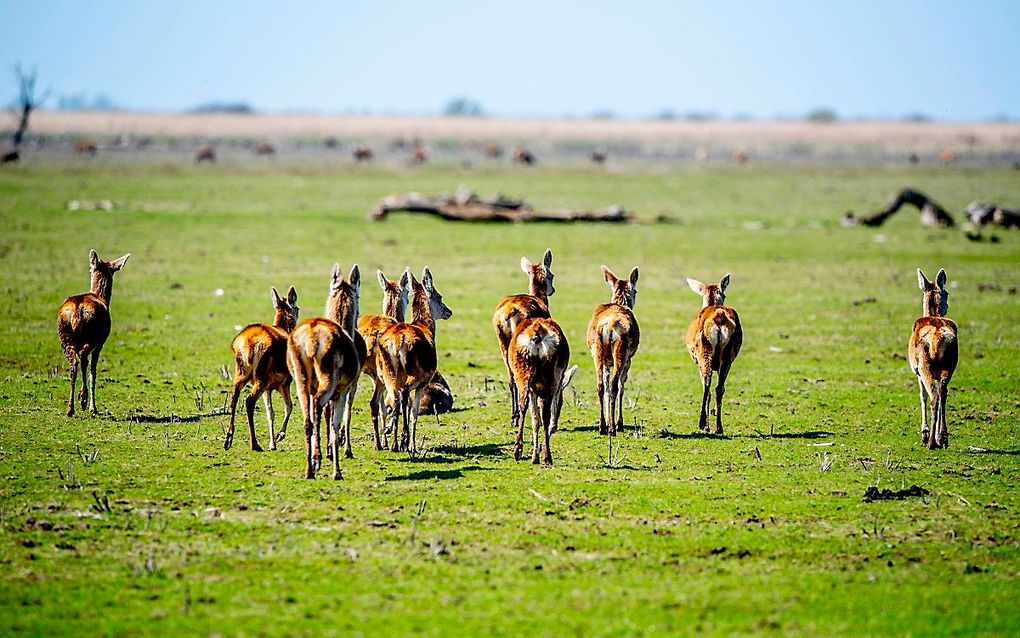 Edelherten in de Oostvaardersplassen. beeld ANP