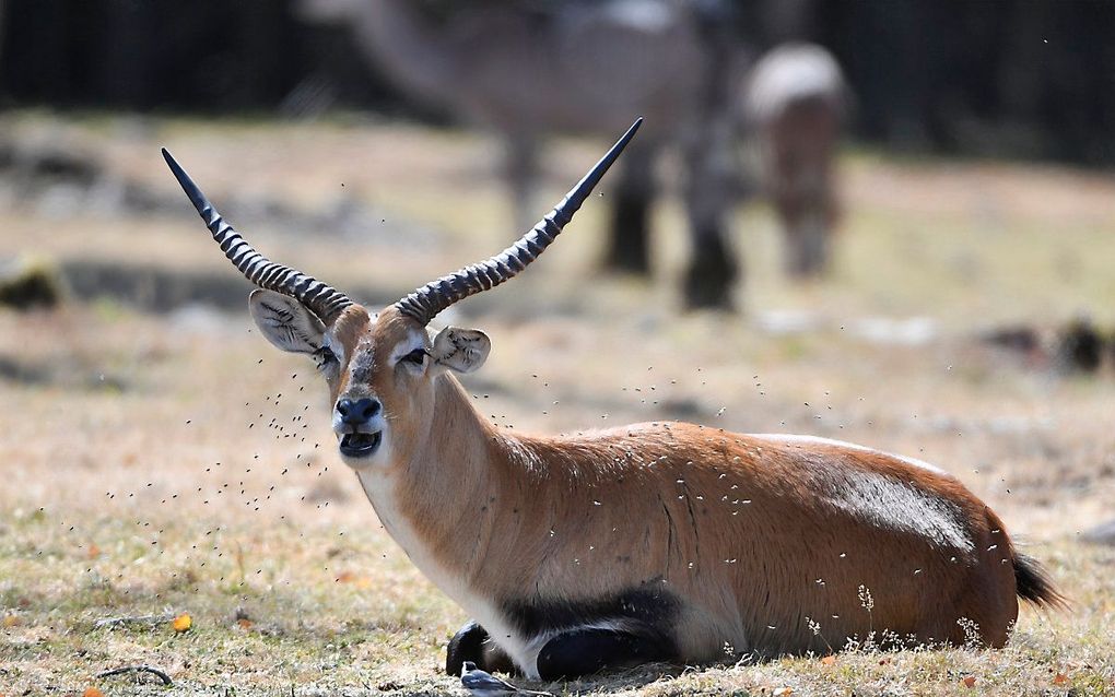 Een impala. Acht van dit soort dieren lieten het leven bij de brand in Beekse Bergen. beeld AFP