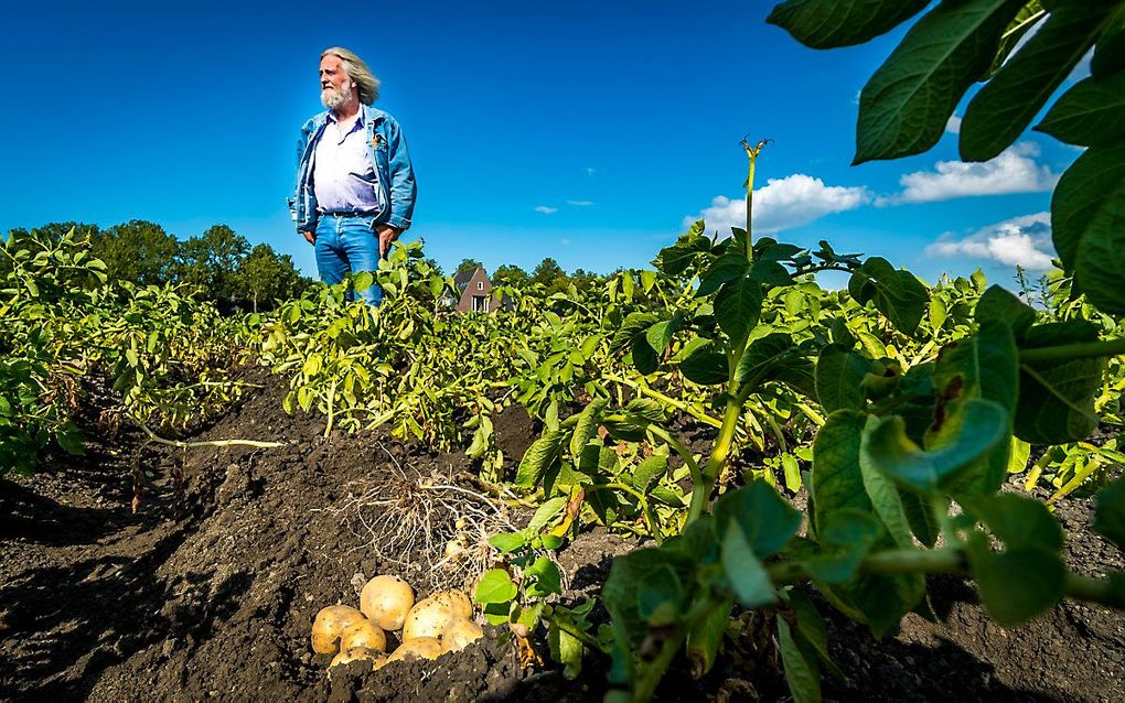 Door droogte was onder andere de aardappeloogst kleiner. beeld ANP