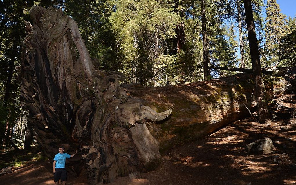 Poseren bij een omgevallen sequoia. beeld AFP