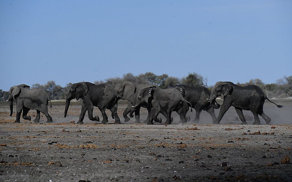 Olifanten in Botswana. beeld AFP