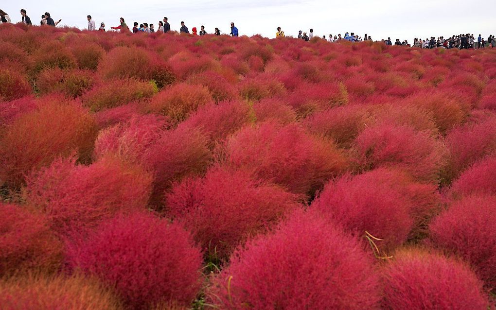 Tuimelkruid in Japan. beeld EPA