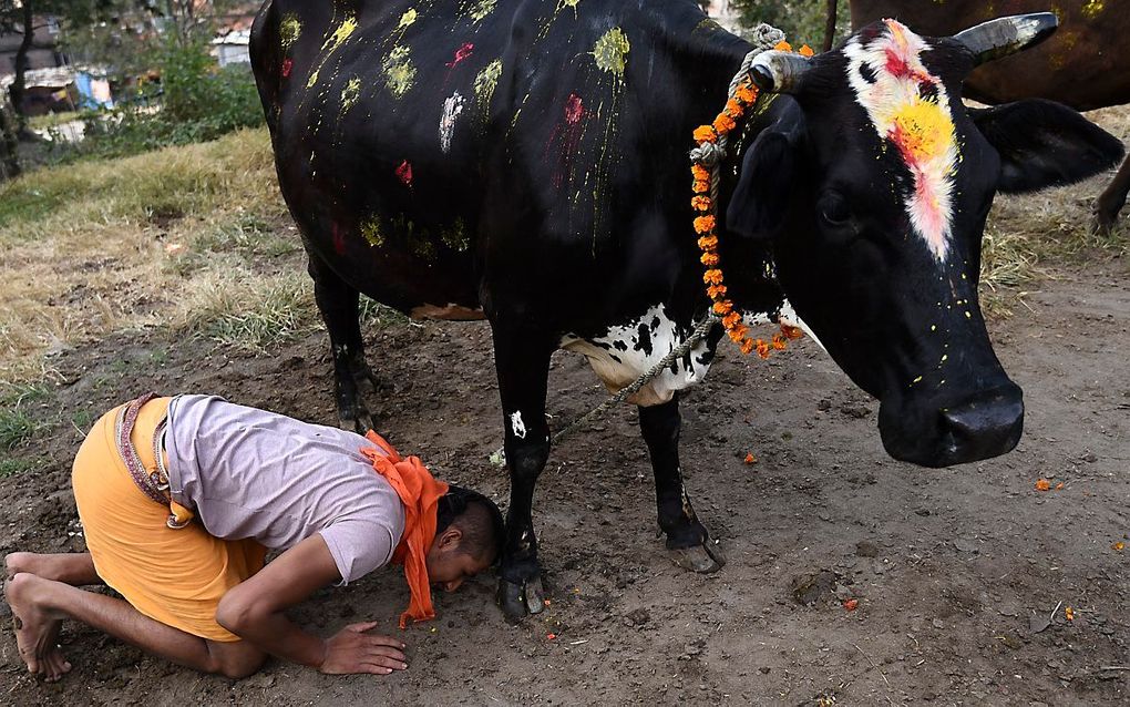 Een toegewijde Hindoe aanbidt een koe in Kathmandu, Nepal. beeld AFP