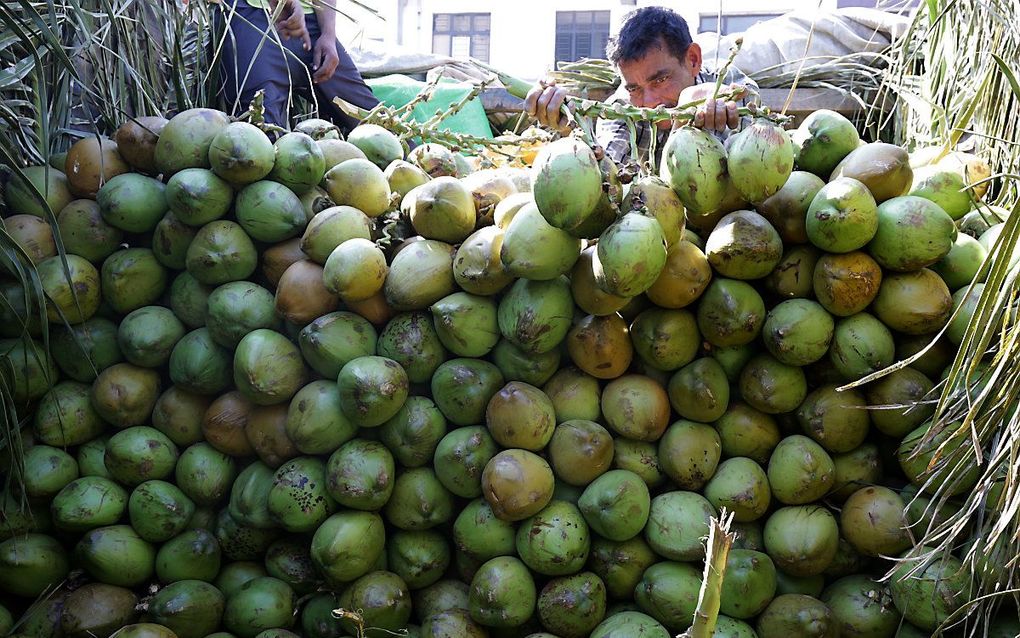 Een Indiase arbeider lost kokosnoten op de groothandelsfruitmarkt in Jammu, India. beeld EPA