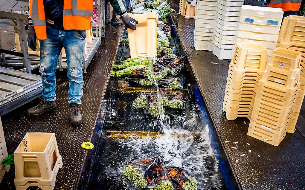 Bloemen worden doorgedraaid op de bloemenveiling. De Nederlandse sierteeltsector luidt de noodklok over de effecten van de coronacrisis. Door het wegvallen van vraag kampen de veilingen met lage prijzen en een doordraai van de producten. beeld ANP