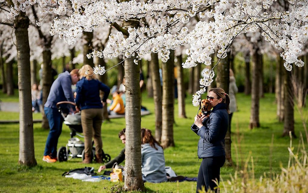 Kersenbloesems in het Amsterdamse Bos. beeld ANP