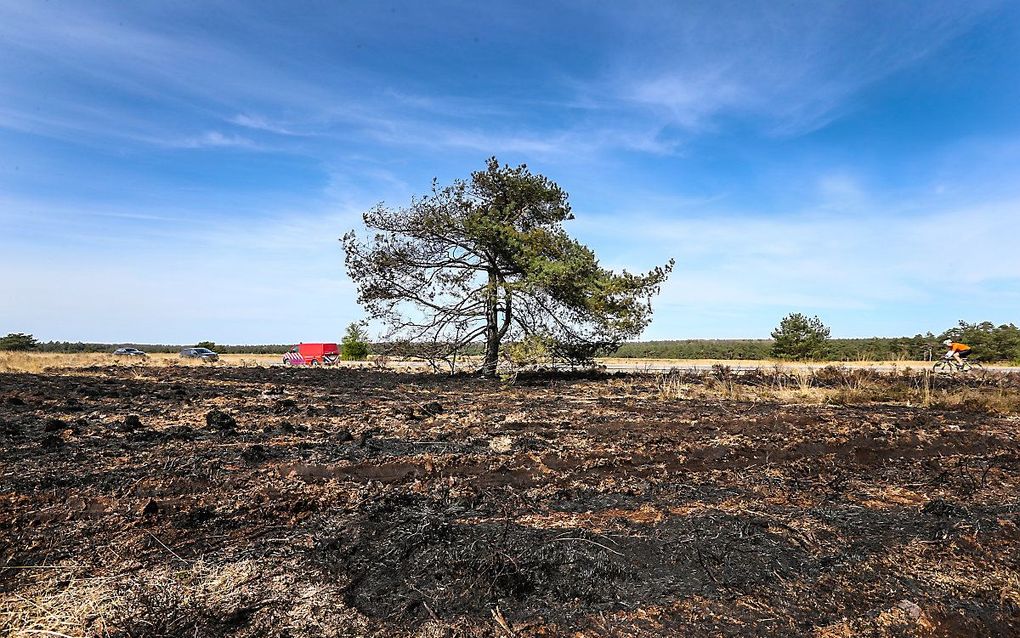 Droogte op de Veluwe. beeld ANP