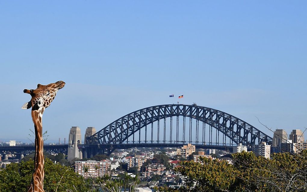 De dierentuin in Sydney opent op 1 juni weer zijn deuren. beeld EPA