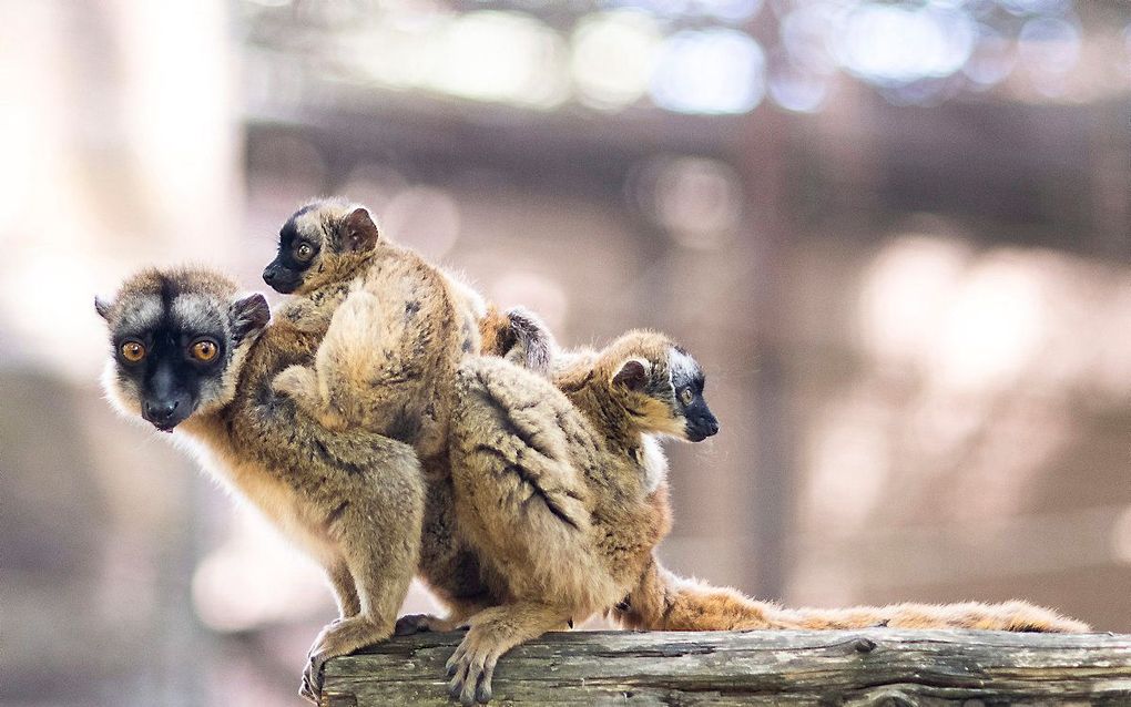 Een vijf weken oude makitweeling houdt zich vast aan de moeder in Nyiregyhaza Animal Park in Nyiregyhaza, Hongarije. beeld EPA