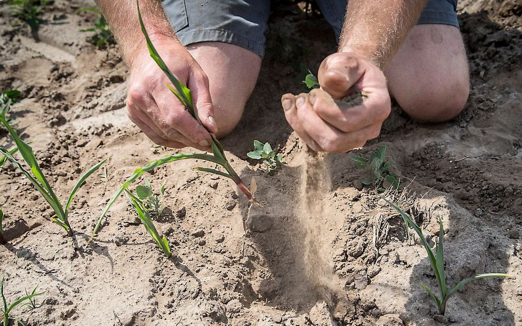 Huidige droogte op de zandgronden. beeld ANP, Vincent Jannink