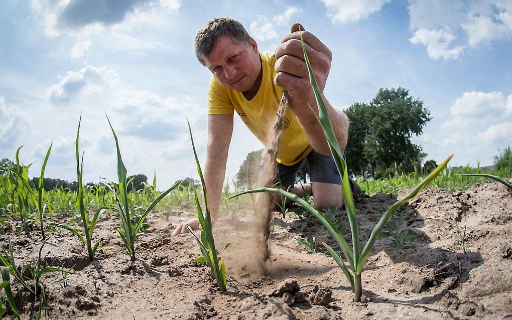 Akkerbouwer Martijn Vorkink bekijkt de jonge maisplantjes in de droge grond op zijn maisveld. beeld ANP