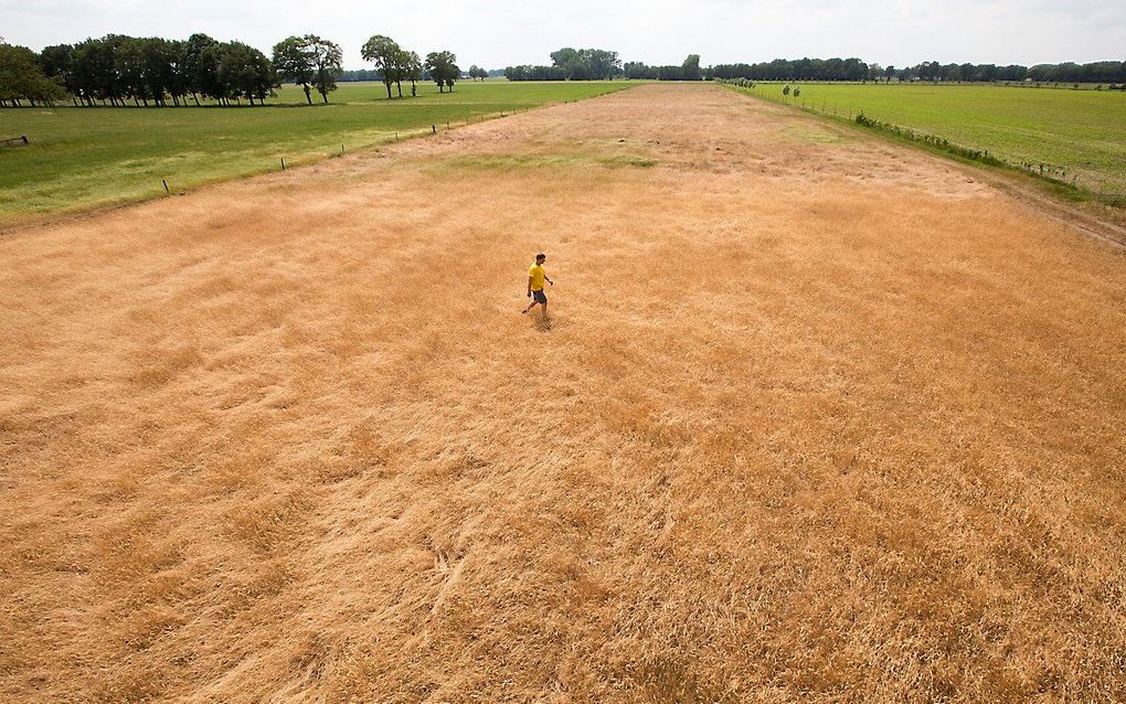 Een perceel met verdroogd gras. De landbouw heeft door een neerslagtekort te kampen met droogte. beeld ANP, Vincent Jannink