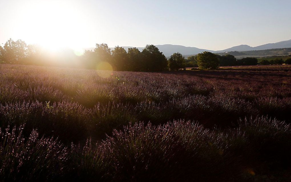 Lavendelvelden in Zuid-Frankrijk. beeld EPA