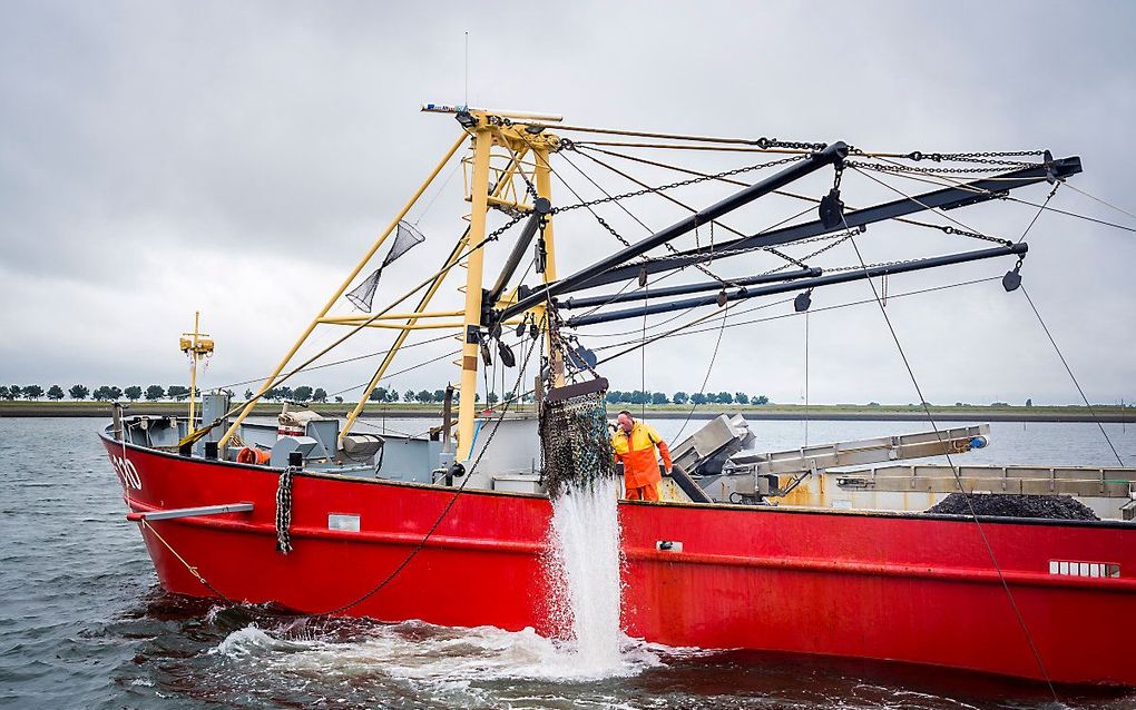 Nederlandse vissers vangen bijna alles buiten Nederlandse viswateren. beeld EPA, LEX VAN LIESHOUT