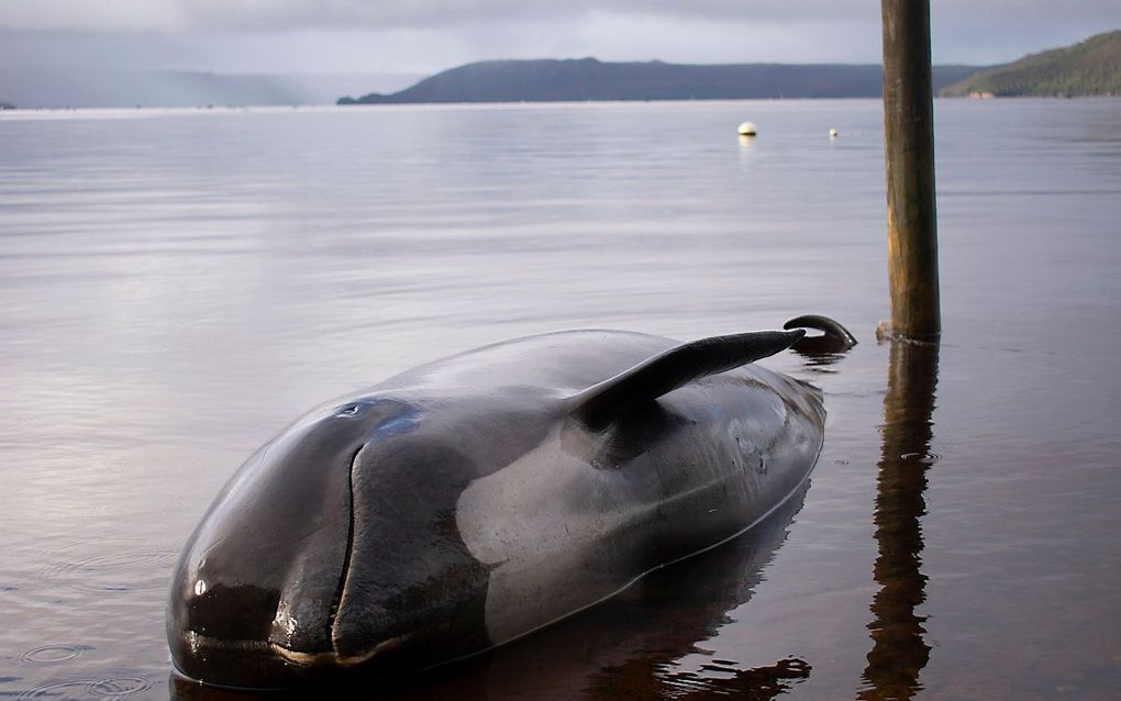 Een walvis, een van de minstens 380 gestrande die zijn omgekomen, spoelt op 24 september 2020 aan in Macquarie Harbour aan de westkust van Tasmanië. beeld AFP, Mell CHUN