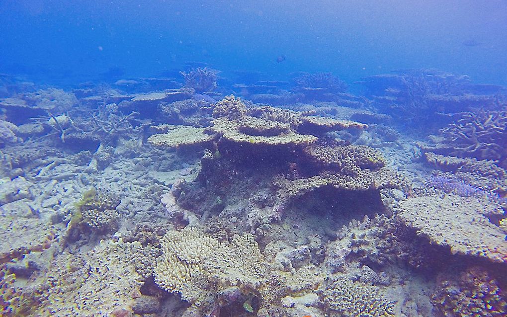 Beschadigd deel van het Groot Barrièrerif voor de Australische kust. beeld AFP, Andreas Dietzel / ARC Centre of Excellence for Coral Reef Studies