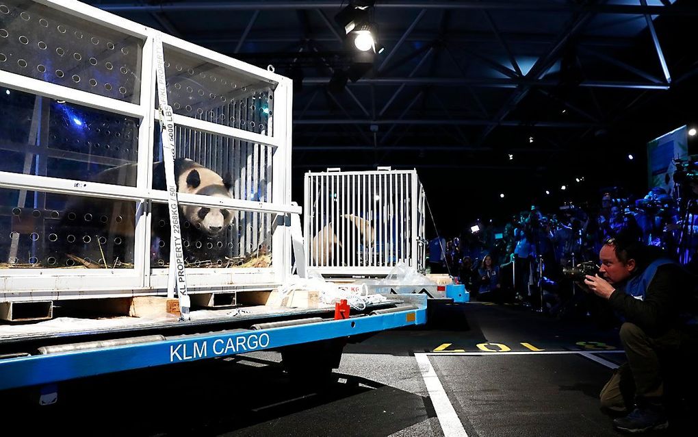 De reuzenpanda's komen aan op Schiphol. beeld ANP