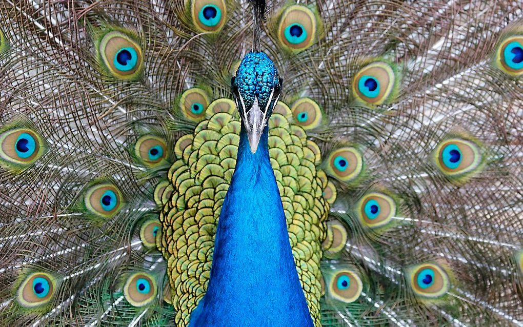 Een pauw toont zijn prachtige veren in de dierentuin van Heidelberg, Duitsland. Beeld EPA