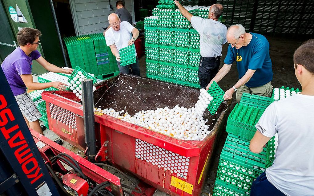 Eieren worden op last van de Nederlandse Voedsel- en Warenautoriteit (NVWA) vernietigd bij een pluimveehouder. beeld ANP