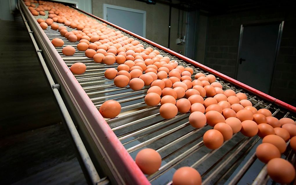 Het vertraagde rapport van de commissie-Sorgdrager over de fipronilaffaire wordt 25 juni gepubliceerd. beeld ANP