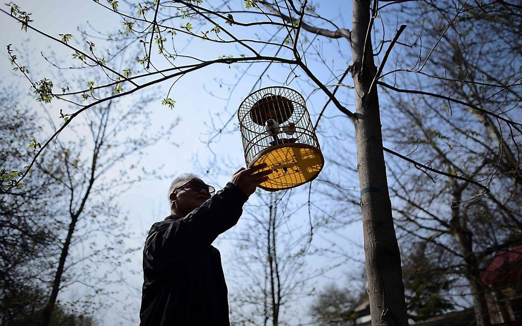 Een man hangt een vogelkooitje met zijn vogel in een boom in een park in Peking. Veel Chinezen laten op deze manier hun vogel uit. beeld AFP