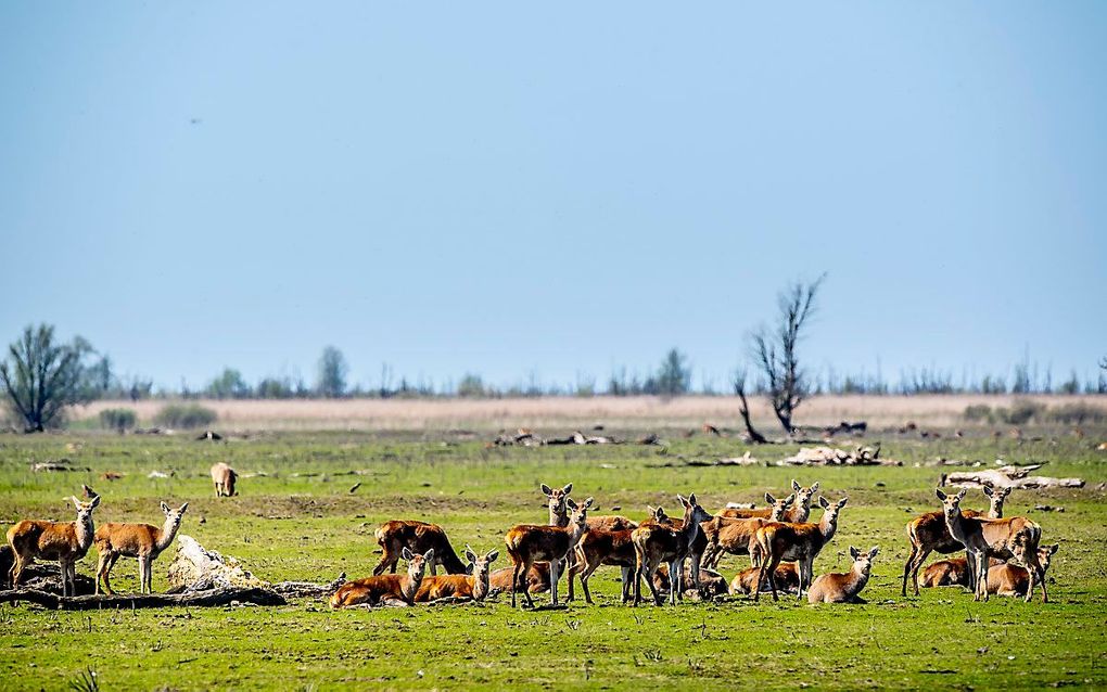 Edelherten in de Oostvaardersplassen. beeld ANP