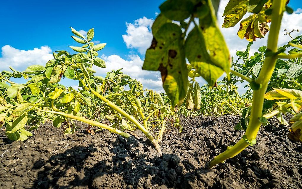 Nieuwe oogst aardappelen. beeld ANP