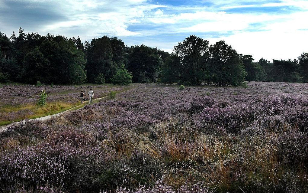 Bloeiende heide. Archiefbeeld ANP