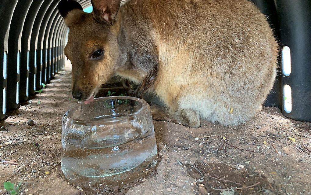 Een kleine kangoeroe likt in de dierentuin van Adelaide aan een blok ijs om af te koelen. beeld AFP