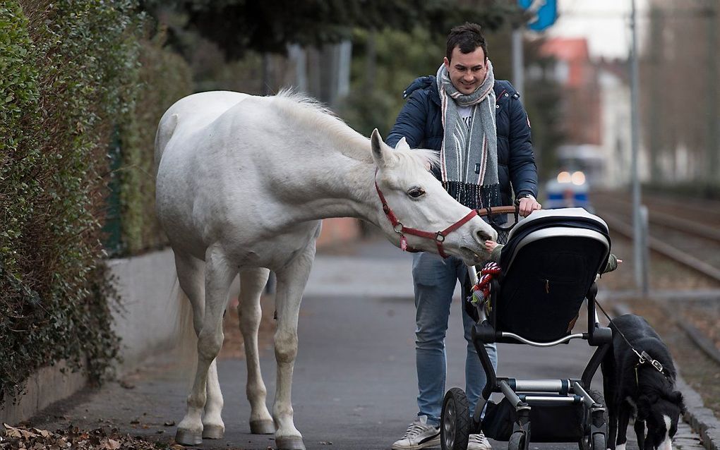 Paard Jenny aan de wandel. beeld AFP