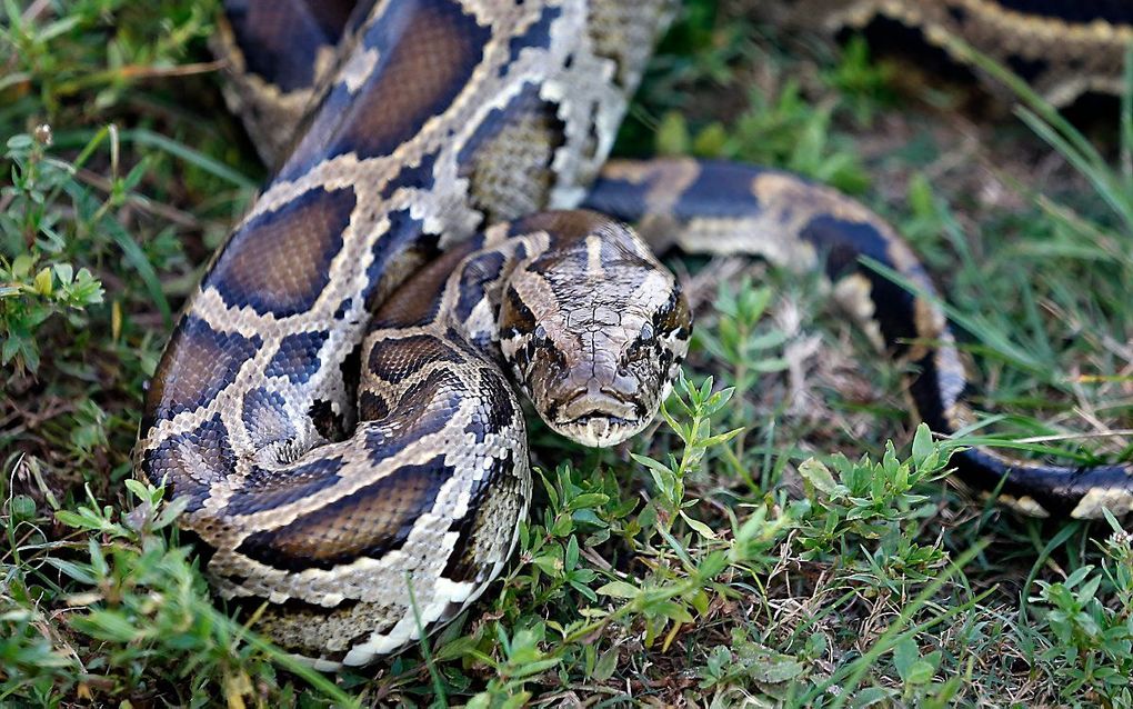 Een Birmese python. beeld AFP