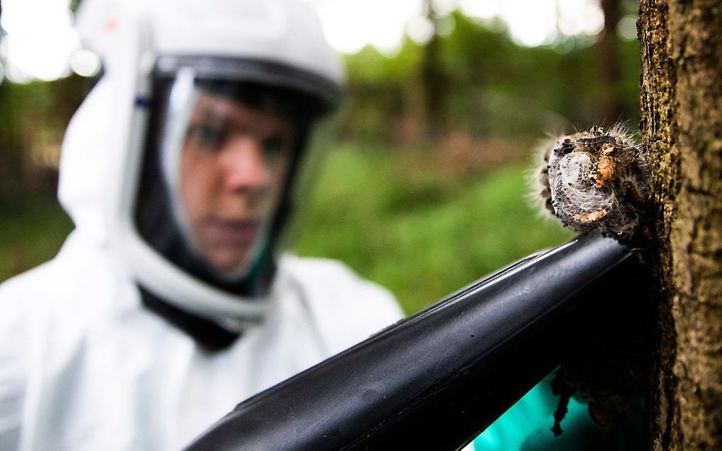 Nesten van de eikenprocessierups worden met een speciale stofzuiger weggezogen. beeld ANP, Jeroen Jumelet