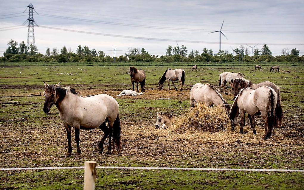 Konikpaarden staan in een vangweide in de Oostvaardersplassen om te worden gechipt en medisch onderzocht. beeld ANP