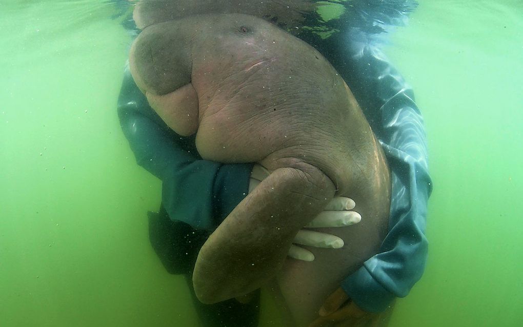 Zeekoe Mariam toen ze nog leefde. beeld AFP