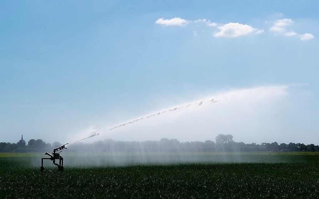 Een uienveld wordt beregend, vanwege de droogte. beeld ANP