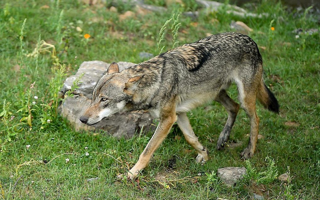 Een Duitse wolf. beeld AFP